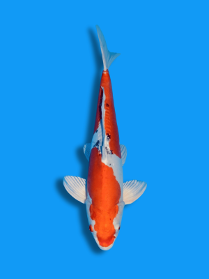 Yamato Nishiki | Koi&Co.